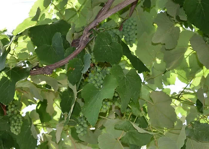 Lejlighed & Marinka *