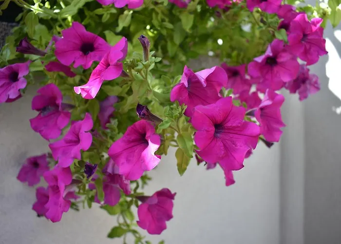 Appartamento & Marinka *